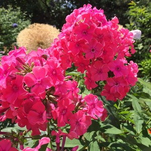Флокс Phlox Атласный